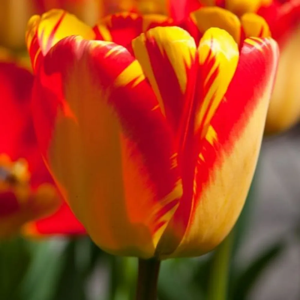 Tulipán Banja Luka (piros)