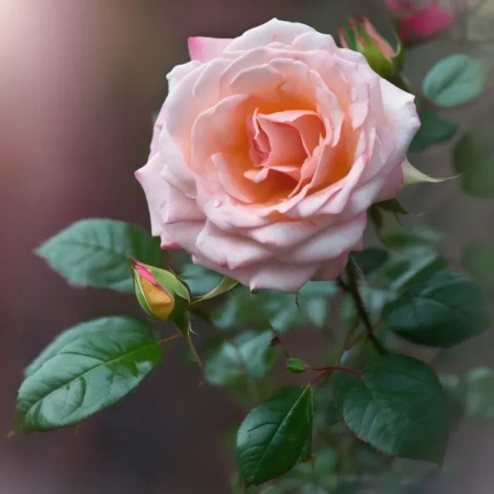 Rózsa Blooming Winter - szabadgyökerű