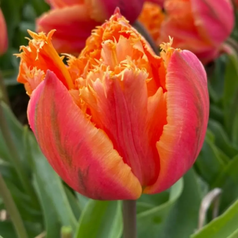 Tulipán Royal Centennial