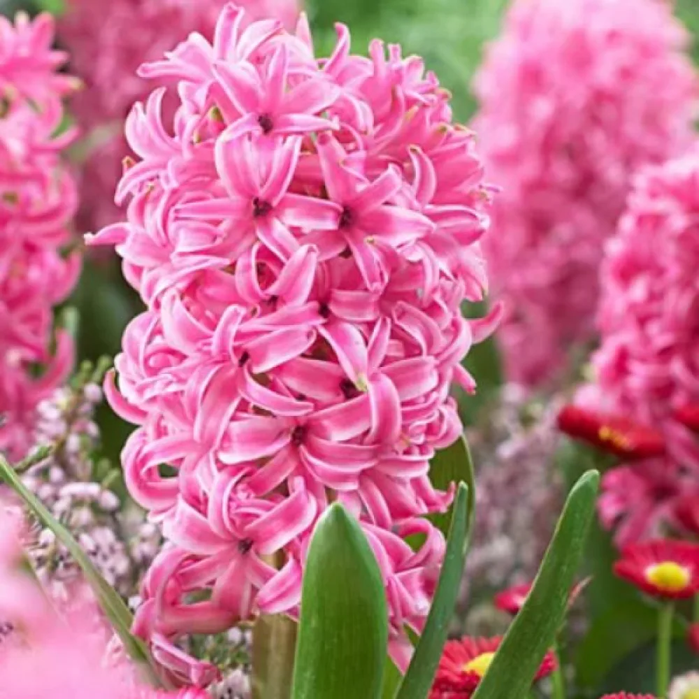 Jácint Pink Pearl (rózsaszín)