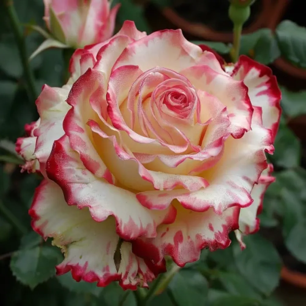 Rózsa Creamy Fiery Ray - szabadgyökerű