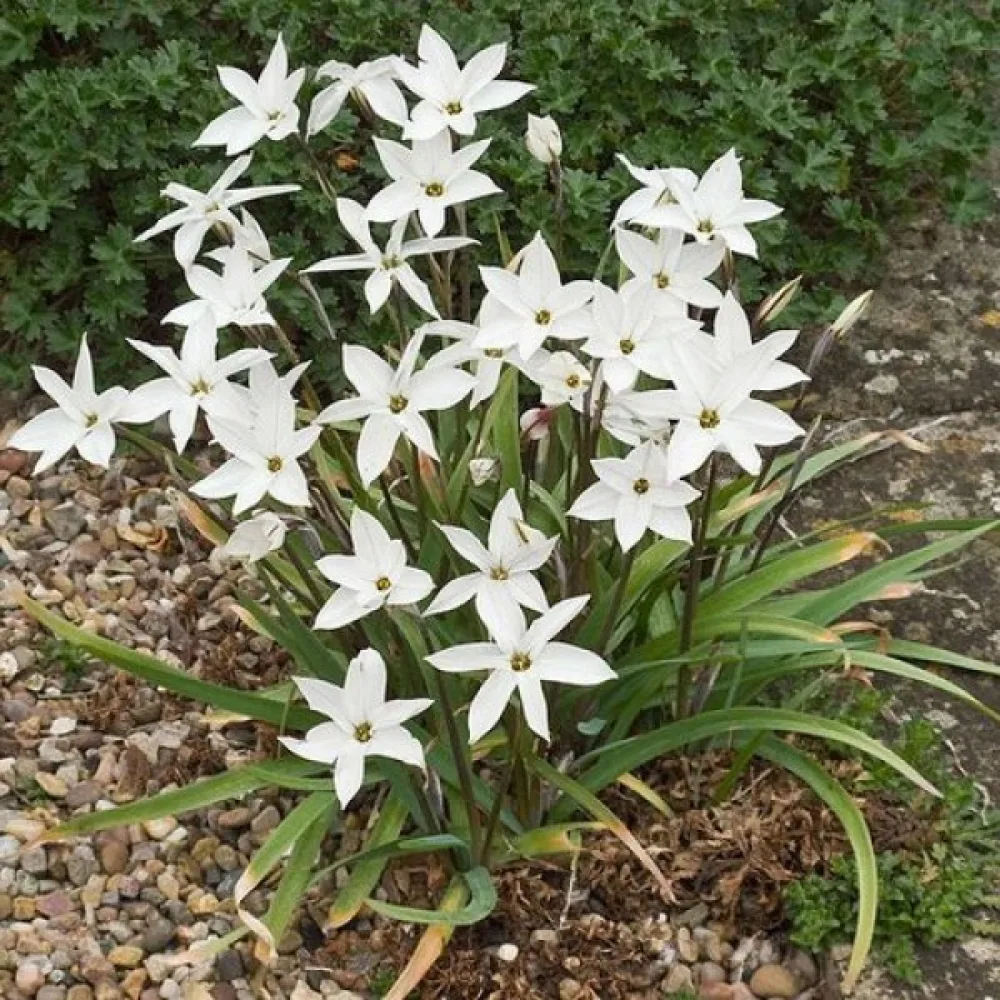 Ipheion Alberto Castillo (fehér)