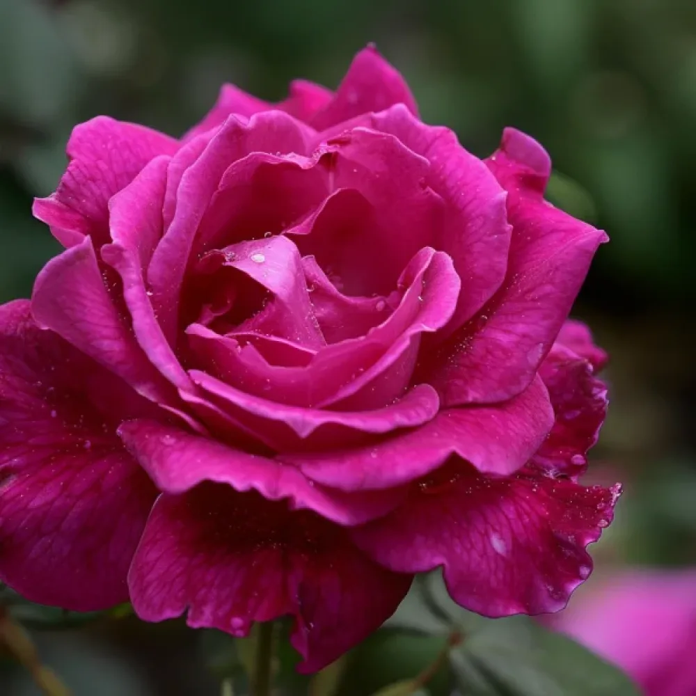 Rózsa The Pink Princess (rózsaszín)