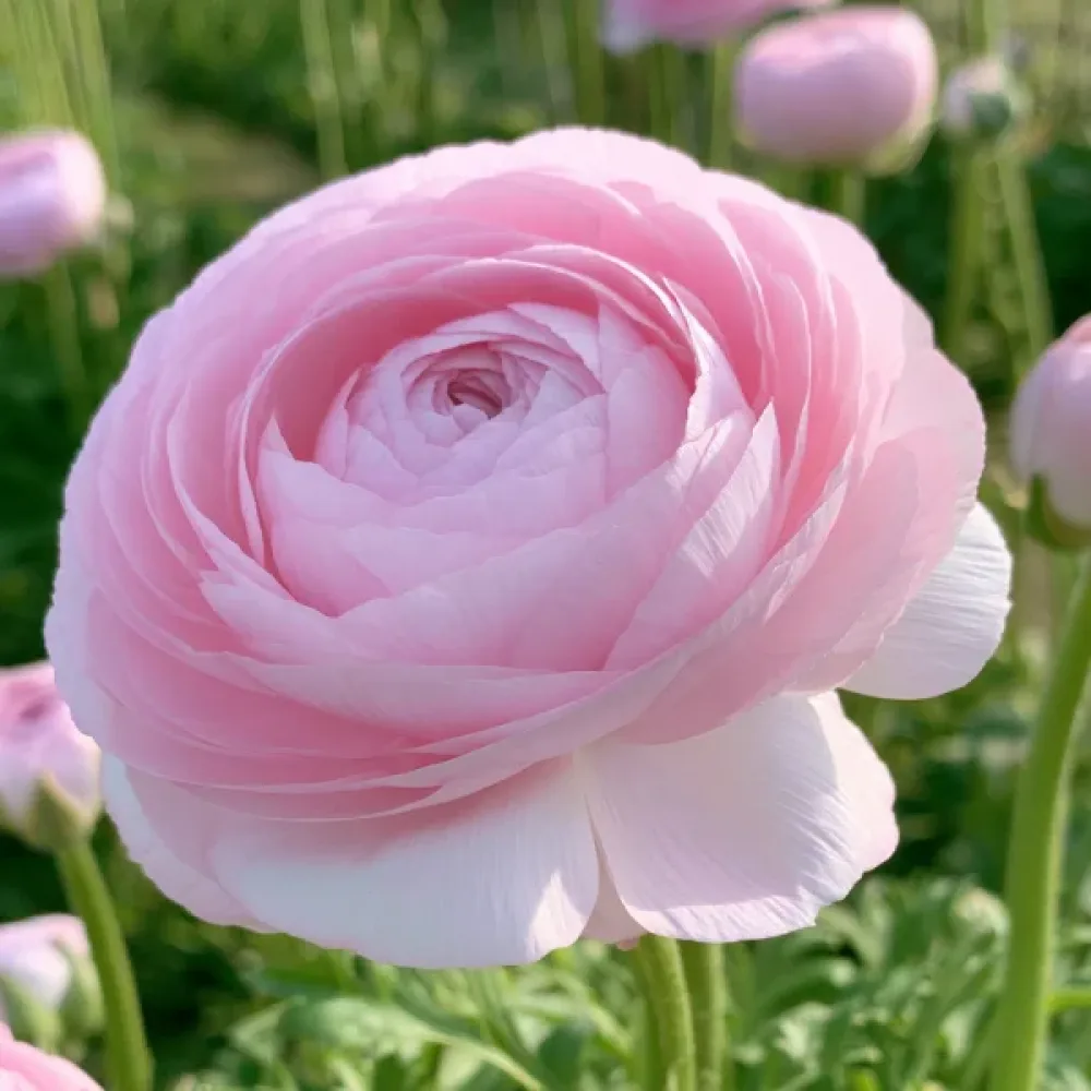 Boglárka Elegance Rosa Chiaro (halványrózsaszín)