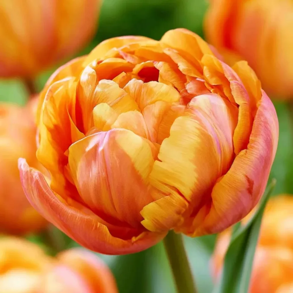 Tulipán Valdivia (narancssárga)