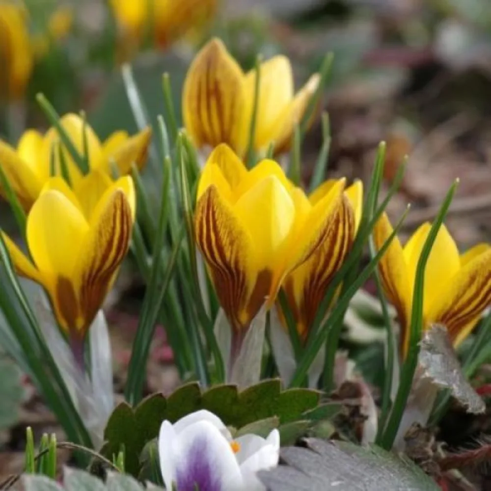 Krókusz chrysanthus Fuscotinctus (sárga)