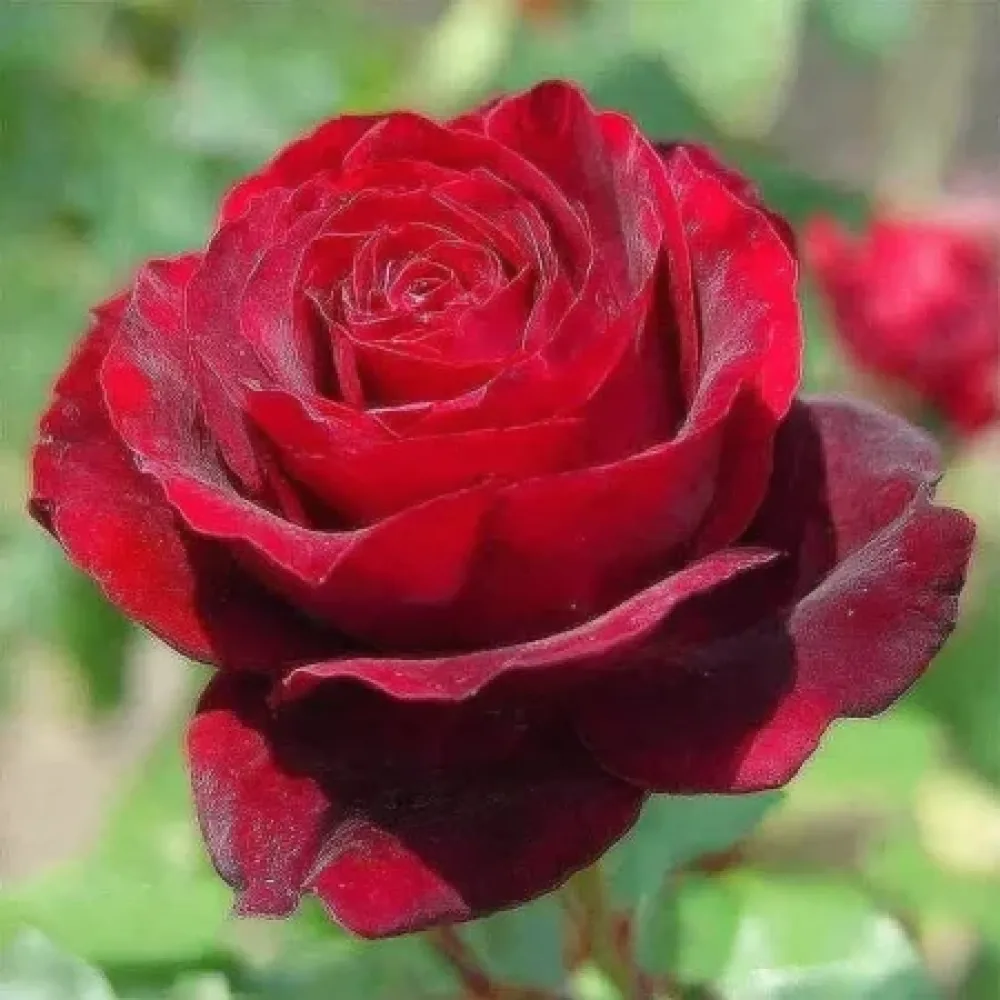 Rózsa Ruby Eternity Rose - szabadgyökerű