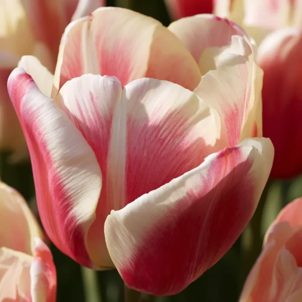 Tulipán Sylvia Warder (borvörös)