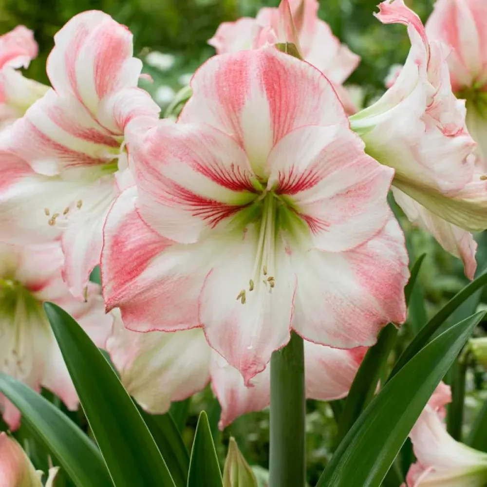 Amarillisz Amadeus Candy (krémszínű)