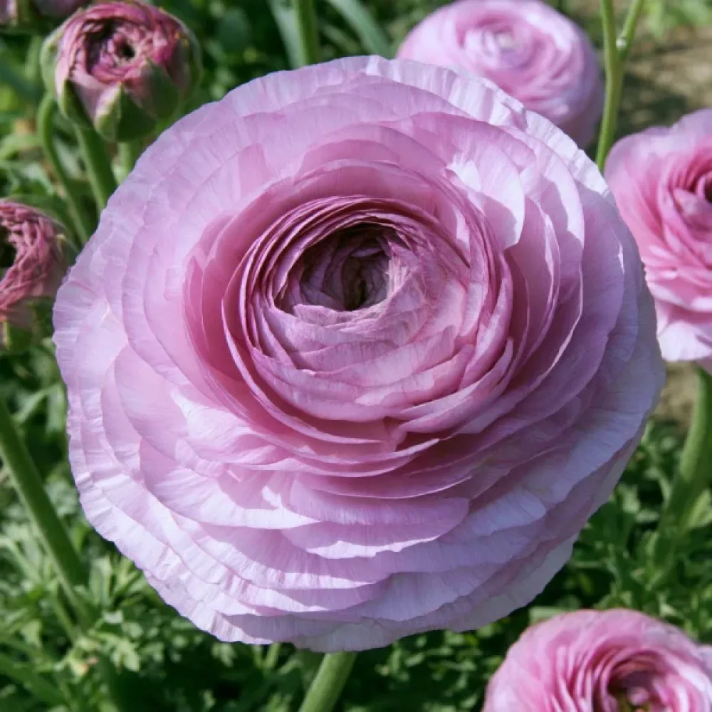 Boglárka Elegance Milka (rózsaszín)