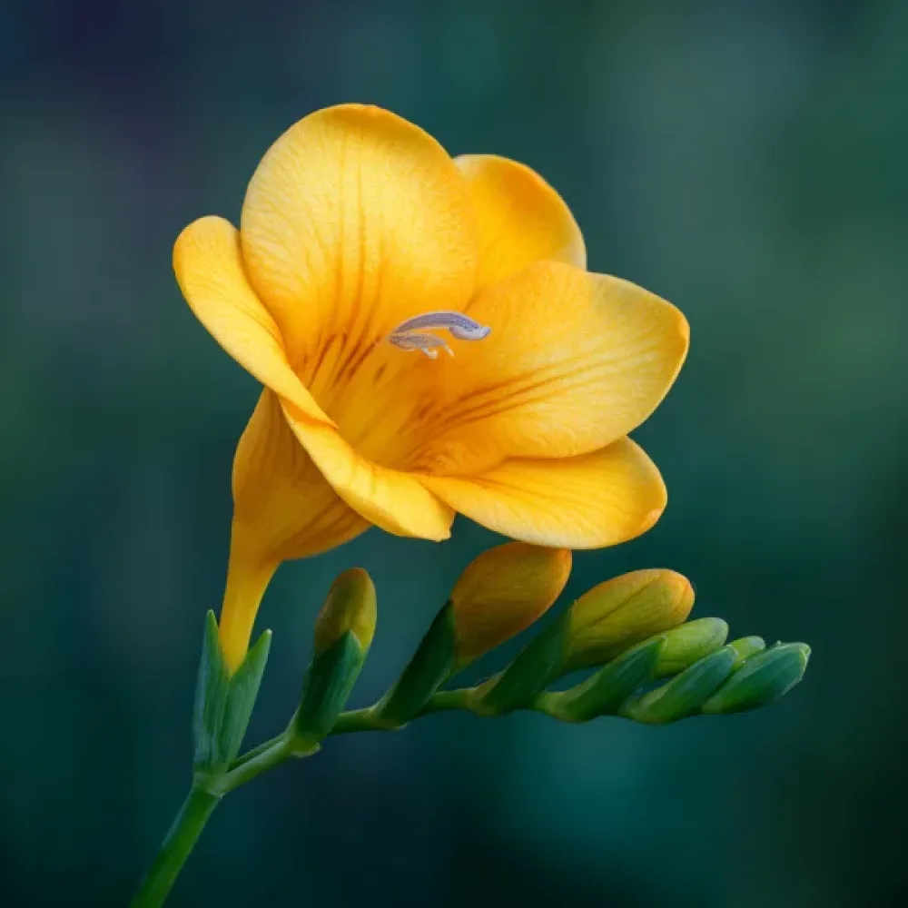 Frézia Yellow Single