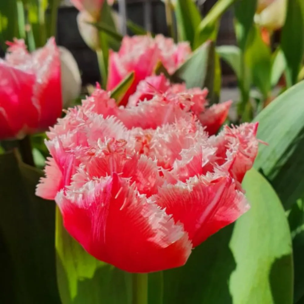 Tulipán Queensland (piros)