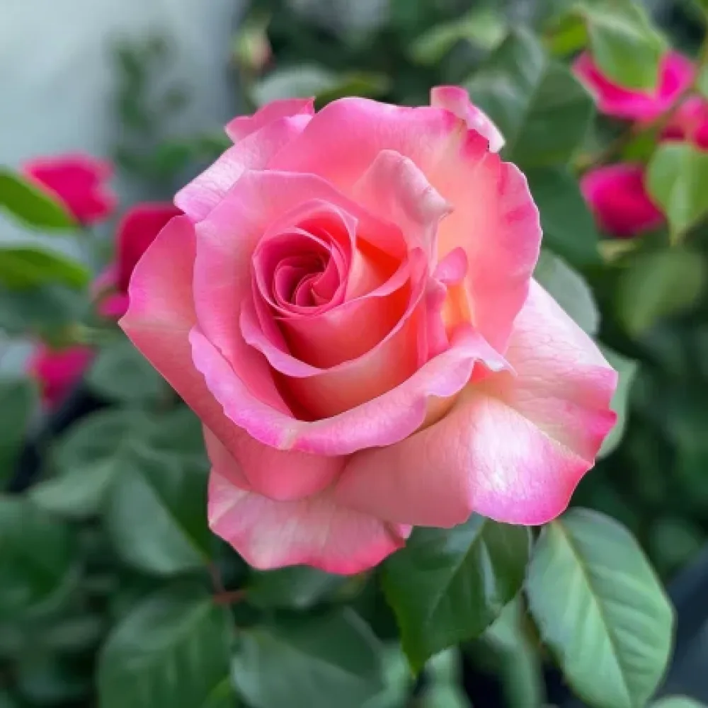Rózsa Pink Snowflake - szabadgyökerű