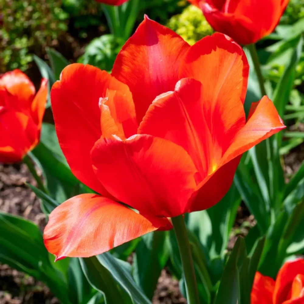 Tulipán Park View (narancssárga)