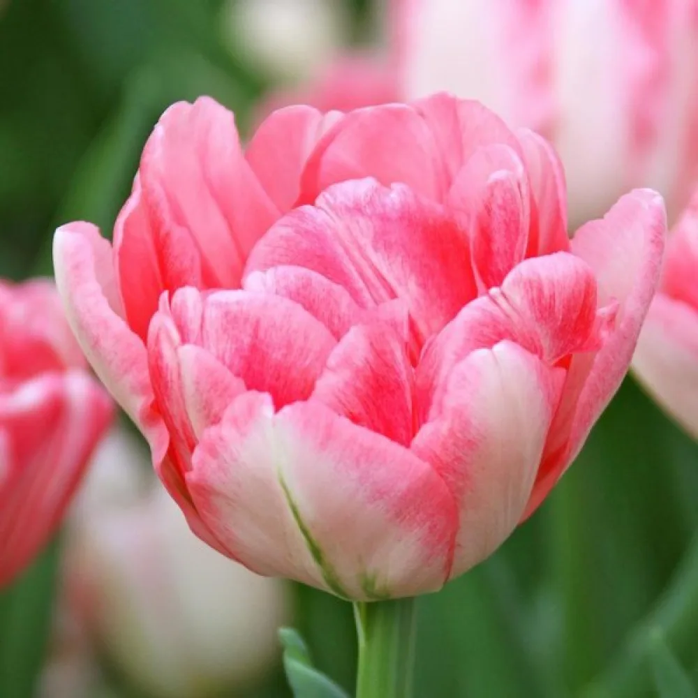 Tulipán Foxtrot (piros)