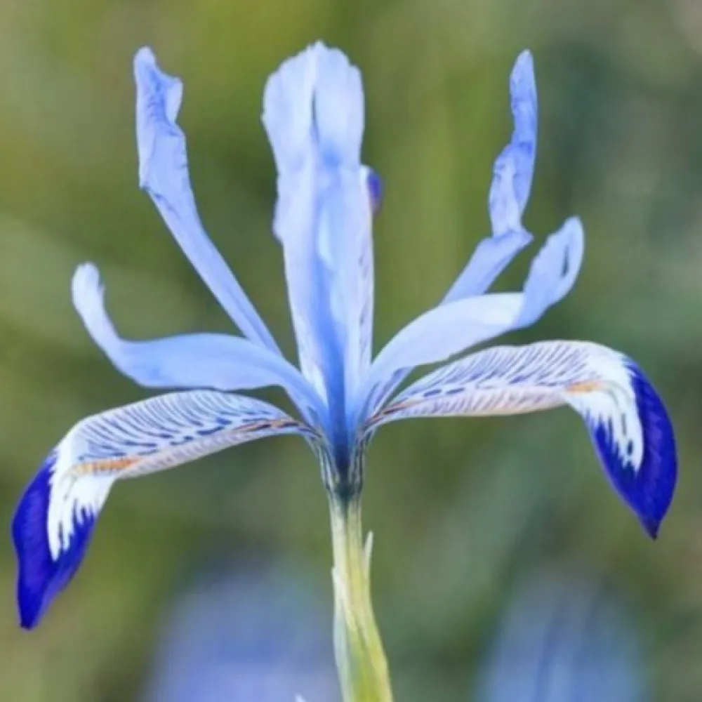 Írisz Clairette Reticulata (jégkék)