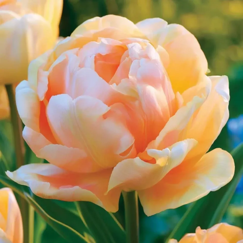 Tulipán Charming Lady (narancssárga)