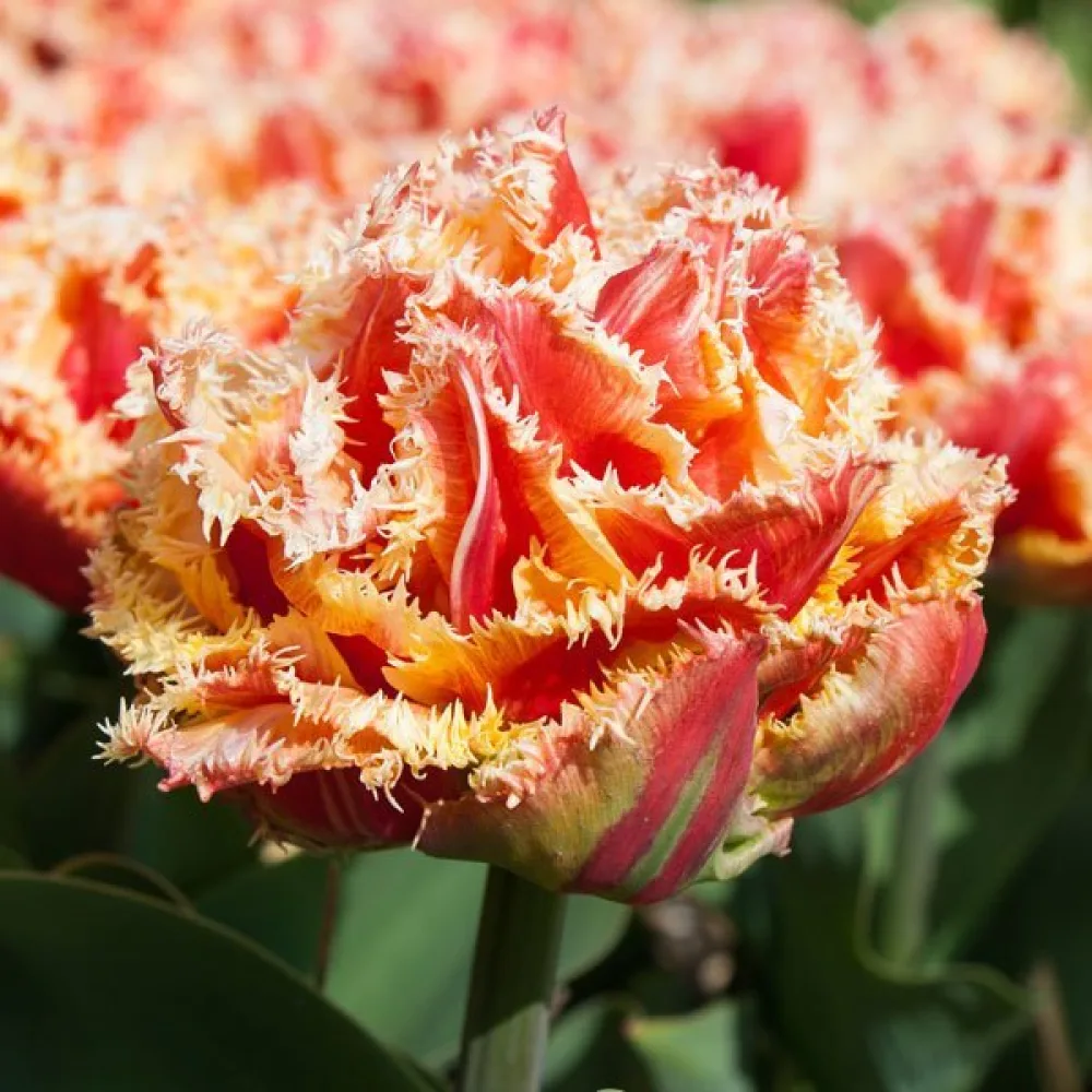 Tulipán Brisbane (piros)