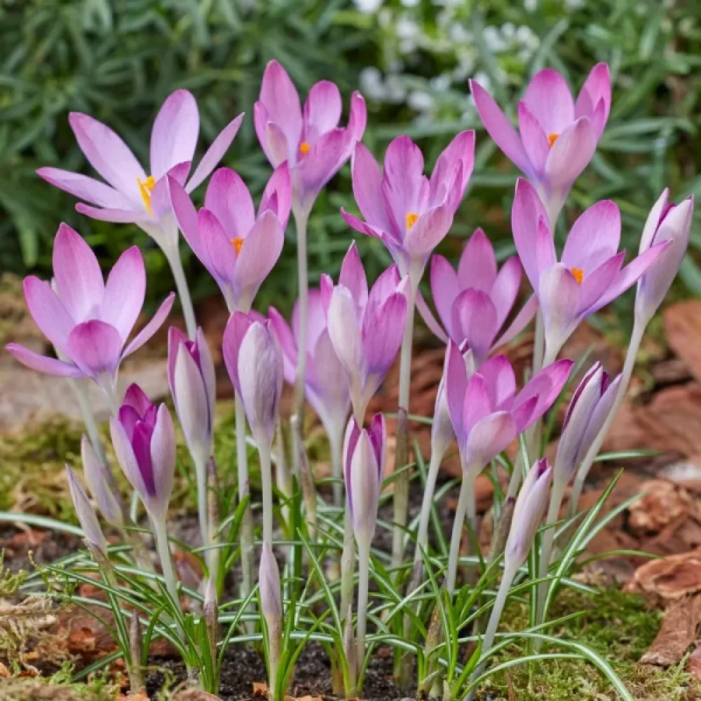 Krókusz Roseus (rózsaszín)