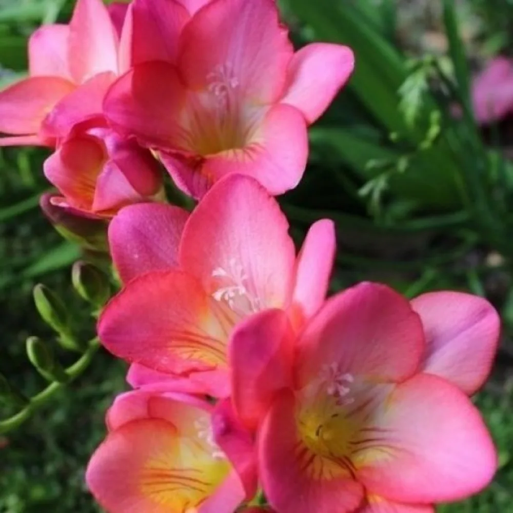 Frézia Pink Single