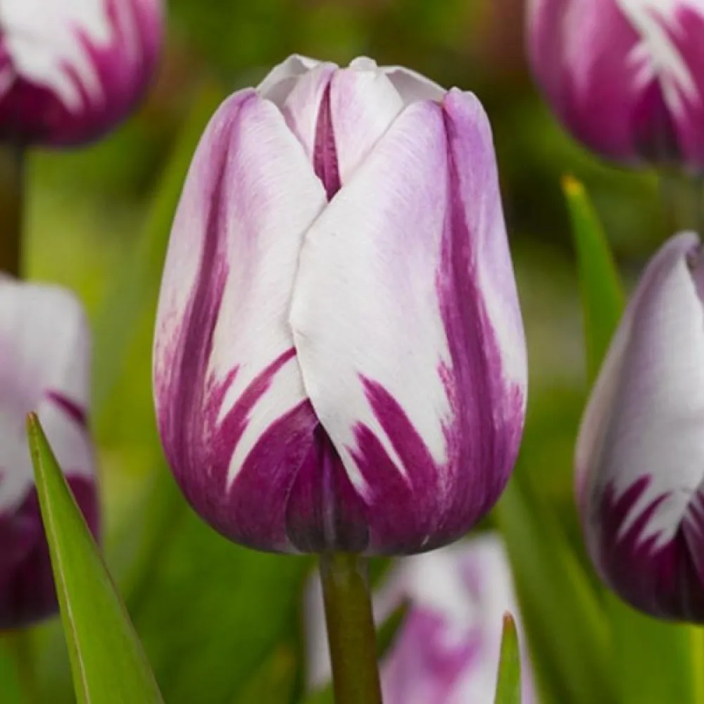 Tulipán Rems favourite (lila)