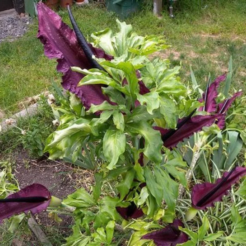 Sárkánygyökér Vulgaris (sötét)